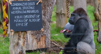 London Zoo's annual stocktake gets underway